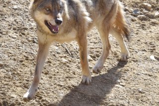 Un loup peut désormais être abattu dans les cantons de Berne et de Fribourg. (photo d'illustration).